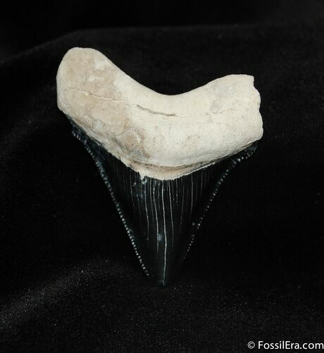 Inch Bone Valley Megalodon Tooth #547